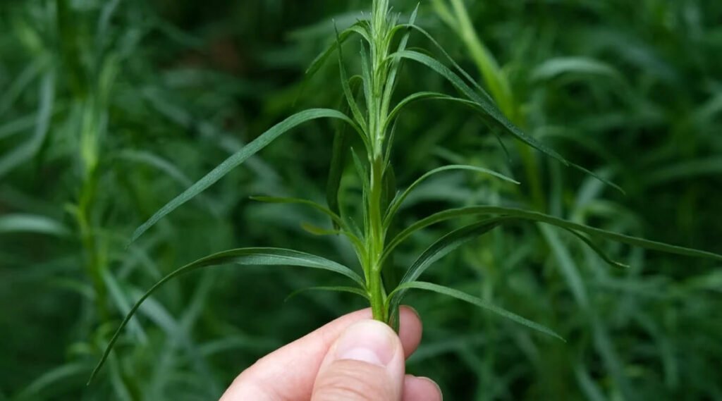 Tarragon